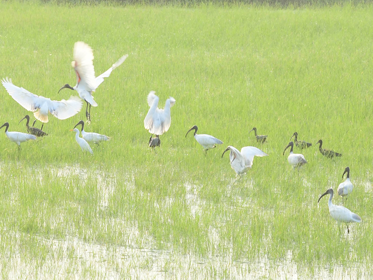 Best Photos of The Week in AP and Telangana Photo Gallery6