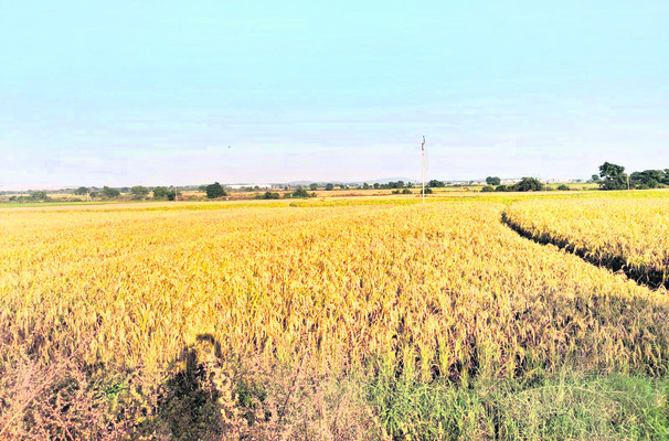 సాగులో నాలుగేళ్లుగా మార్పులు2