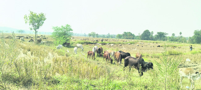 మంజీరా తీరాన వలస జీవాలు 1