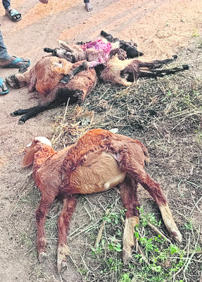 కరెంట్‌షాక్‌తో గేదె మృతి1