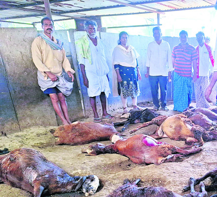 కుక్కల దాడి.. 15 గొర్రెల మృతి 1