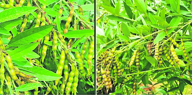 సహజ సిద్ధంగా.. 
4