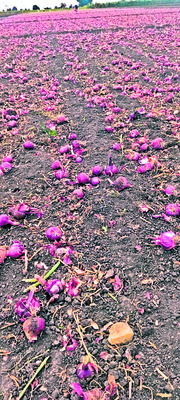 సాధారణంగా ఏ ప్రభుత్వం ఉన్నా.. గత ప్రభుత్వం చేపట్టిన మంచ2