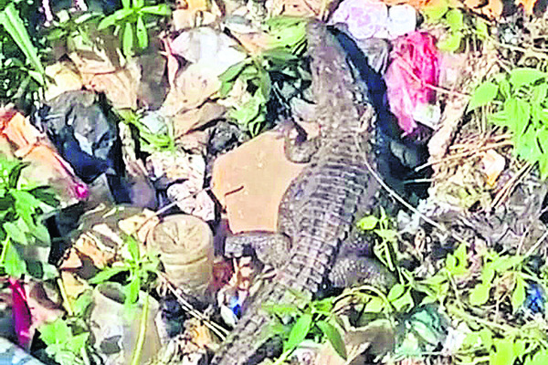 అడవిని వదిలిన 20 పులులు 1