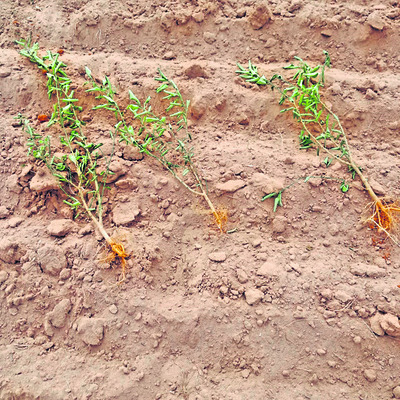 దేవస్థాన అన్నసత్రం  దొంగతనం కేసులో జైలుశిక్ష1