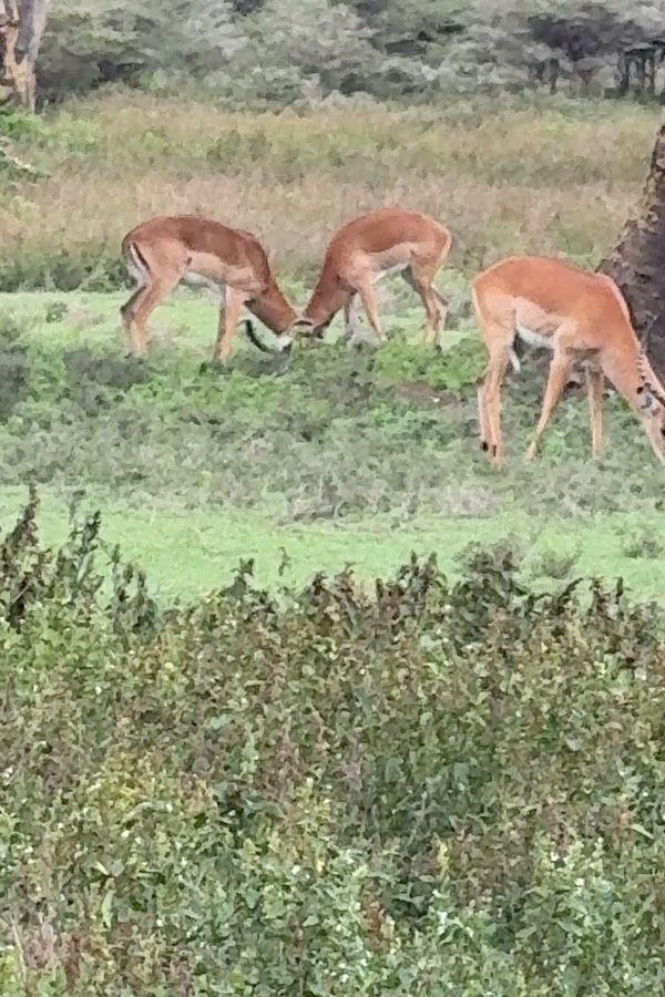 Anchor Anasuya family In Kenya Vacation Memories Photos15