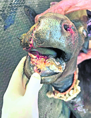 దూడకు ఆర్థోపెడిక్‌ సర్జరీ1