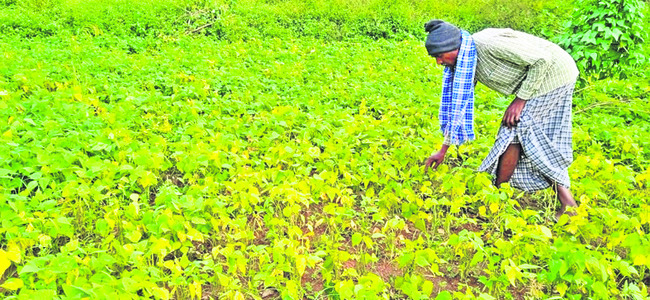 కాకిలెక్కలు 3