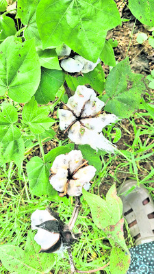 పరిహాసమేనా ?1