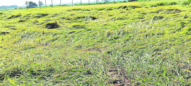 ఆదివారం శ్రీ 2 శ్రీ నవంబర్‌ శ్రీ 20251