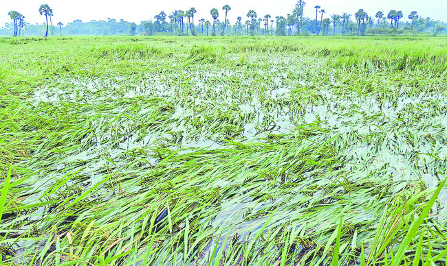 ఆదివారం శ్రీ 2 శ్రీ నవంబర్‌ శ్రీ 20252