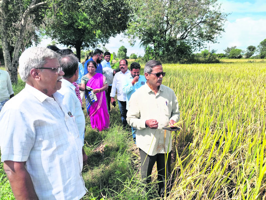 ఐసీఏఆర్‌ వరి వంగడంతో  రైతులకు మేలు
1
