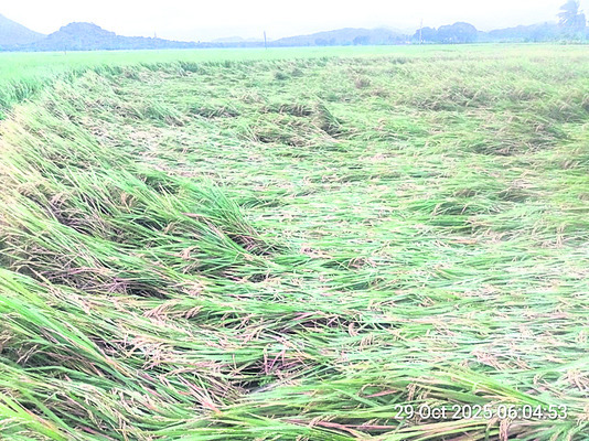 కాకిలెక్కలు 2