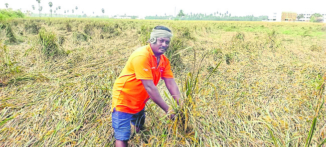 ఆదివారం శ్రీ 2 శ్రీ నవంబర్‌ శ్రీ 20251