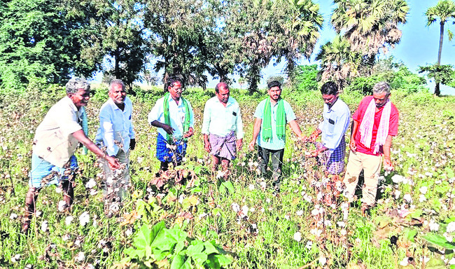 కపాస్‌ కిసాన్‌ యాప్‌ను  రద్దు చేయాలి
2