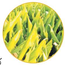 అప్రమత్తతే ఆయుధం4