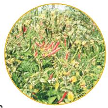 అప్రమత్తతే ఆయుధం3