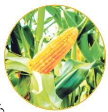 అప్రమత్తతే ఆయుధం5