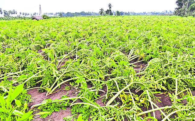 అన్నదాత ఆశలను చిదిమేసిన ‘మోంథా’2