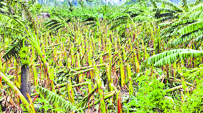 అన్నదాత ఆశలను చిదిమేసిన ‘మోంథా’1
