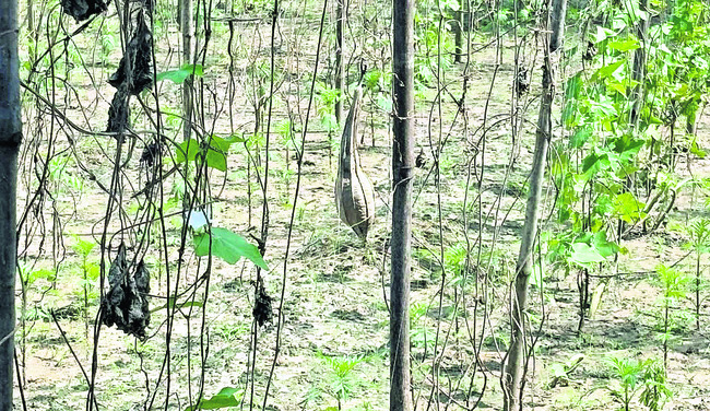 కన్నీటి వరద 2