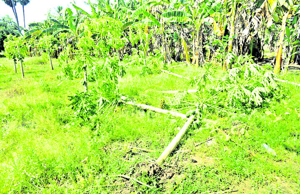 పైరు పోయింది.. కన్నీరు మిగిలింది2