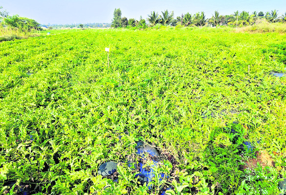 అటు ఉద్యోగం.. ఇటు వ్యవసాయం1