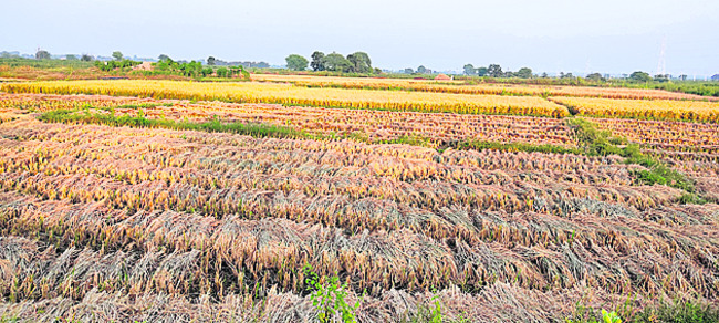 కుమురం భీం3