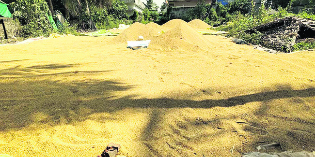 తగ్గిన ఖరీఫ్‌ దిగుబడి 1