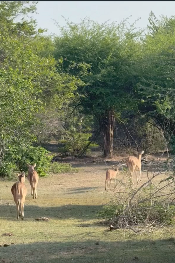 Amala Paul enjoying Her time In Sri Lanka with Her Husband Photos11