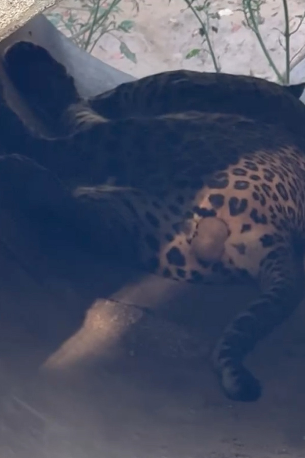 Amala Paul enjoying Her time In Sri Lanka with Her Husband Photos12