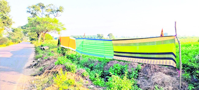 బంతిపూల సోయగం
1