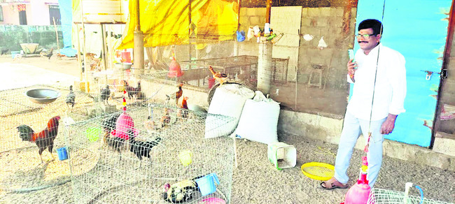 నాటు కోళ్లు.. డిమాండ్‌ బాగు!1