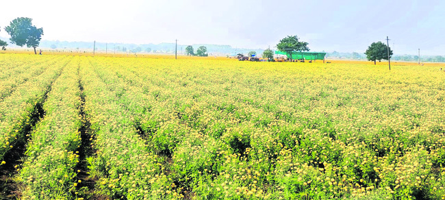 బంతిపూల సోయగం
2