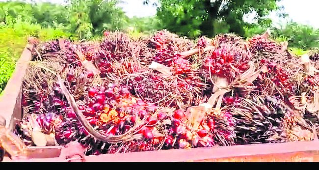 పంట చేతికొస్తోంది 1