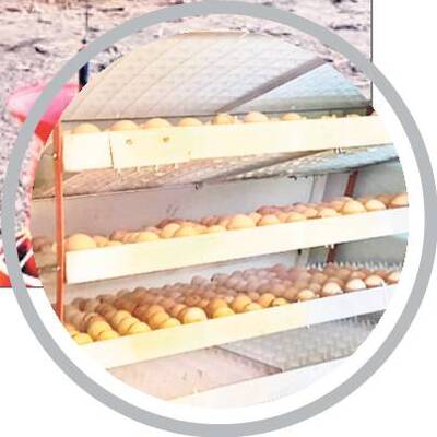 నాటు కోళ్లు.. డిమాండ్‌ బాగు!2