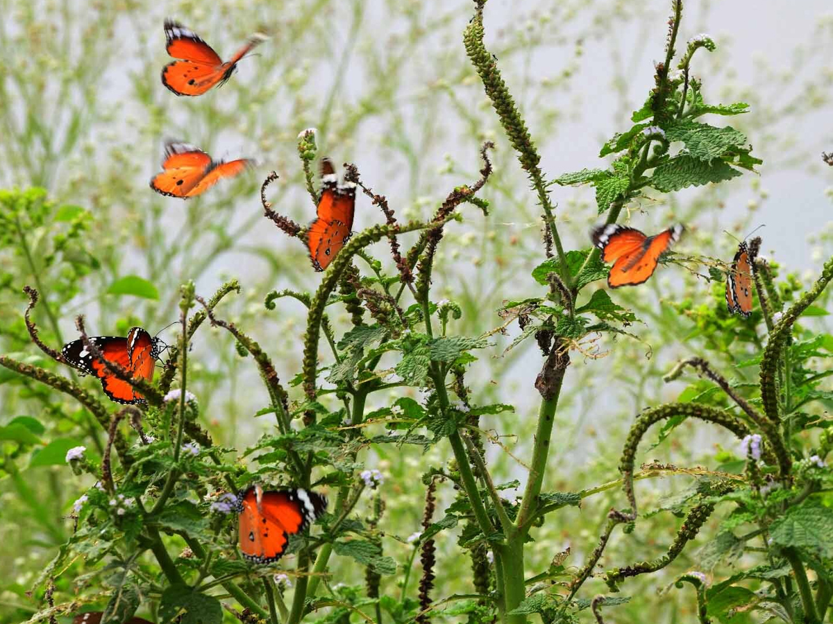 Best Photos of The Week in AP and Telangana Photo Gallery14