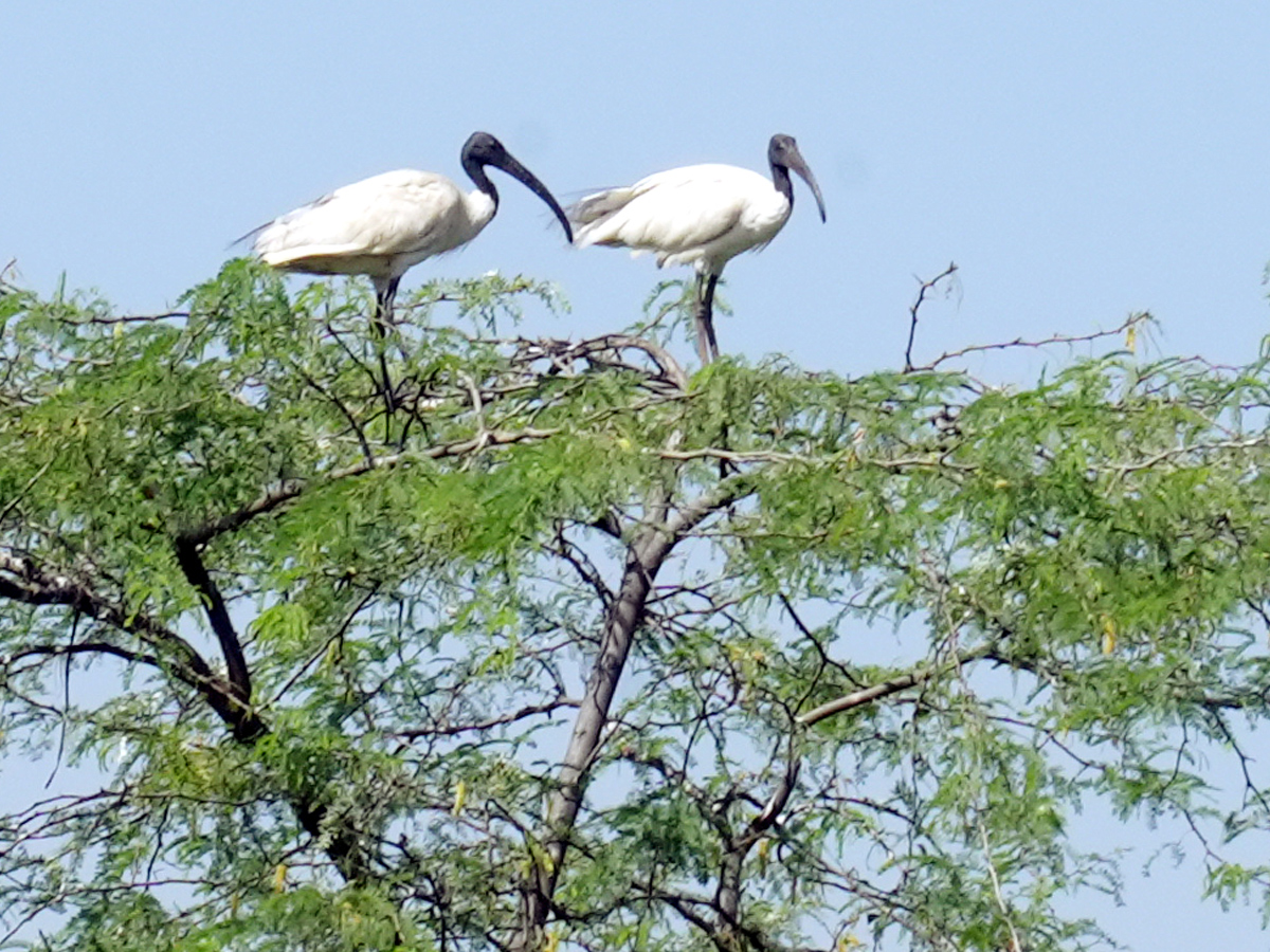 Best Photos of The Week in AP and Telangana Photo Gallery25