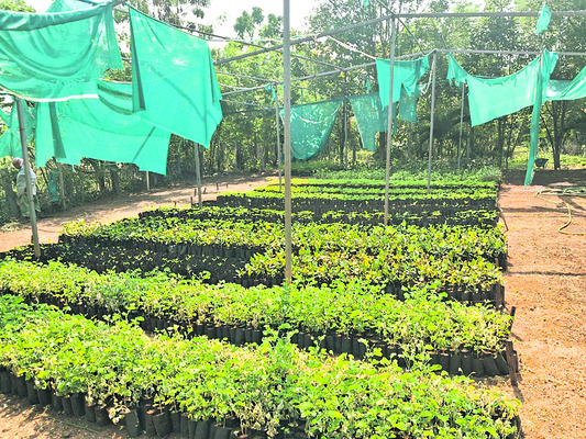 ఇంకా నర్సరీల్లోనే మొక్కలు1