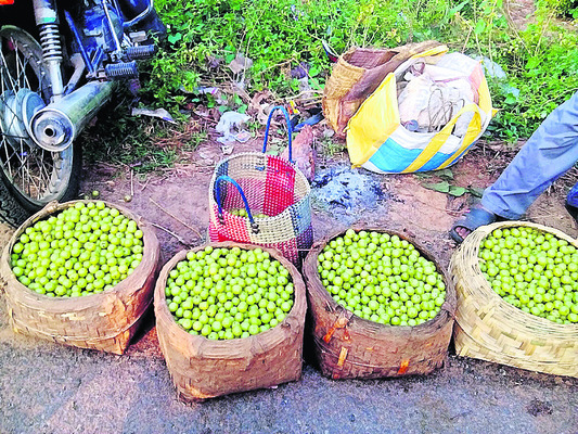 తగ్గిన ఉసిరి..! 1