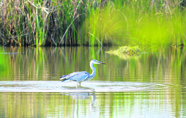 ● చేప చిక్కింది.. ఆకలి తీరింది3