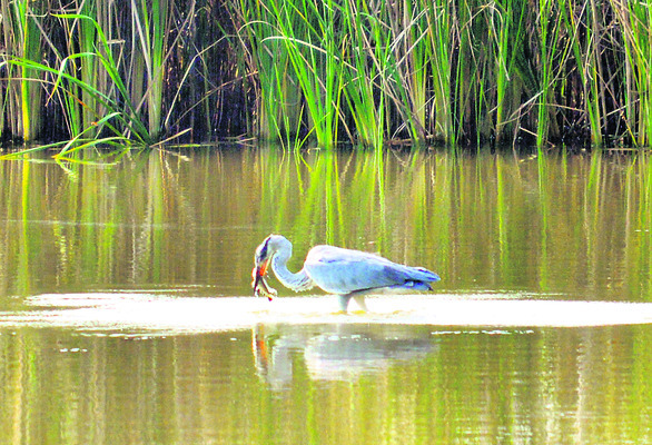 ● చేప చిక్కింది.. ఆకలి తీరింది2