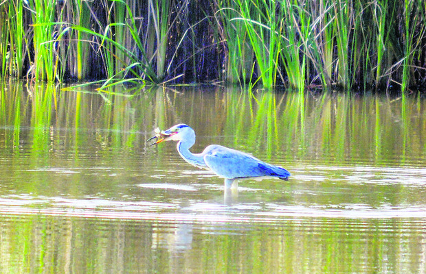 ● చేప చిక్కింది.. ఆకలి తీరింది4