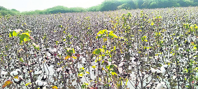 మానీటి పాలు!1