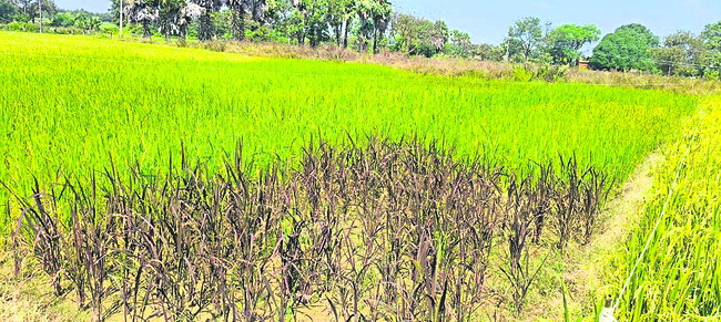 20 గుంటల్లో 23 రకాల వరి విత్తనాలు1