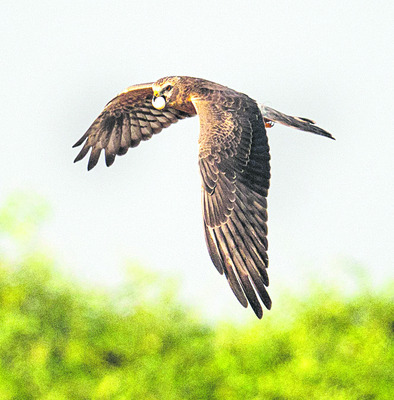 నల్లమలలో విదేశీ విహంగ సోయగం2