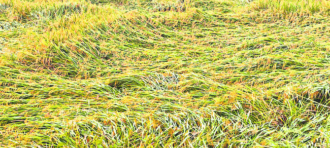 యంత్రాలు లేక.. పంటలు తెగక1