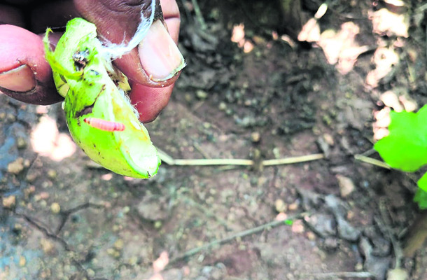 పత్తి రైతుకు గులాబీ గుబులు1
