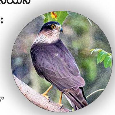 నల్లమలలో విదేశీ విహంగ సోయగం3