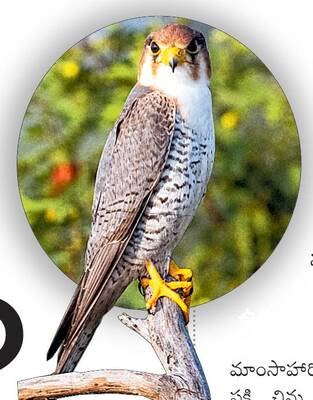 నల్లమలలో విదేశీ విహంగ సోయగం1